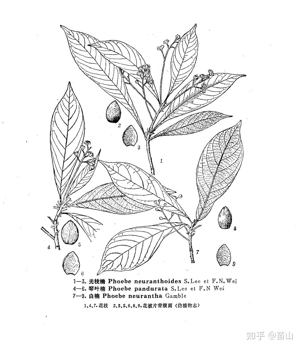 这是金丝楠木苗吗? - 知乎
