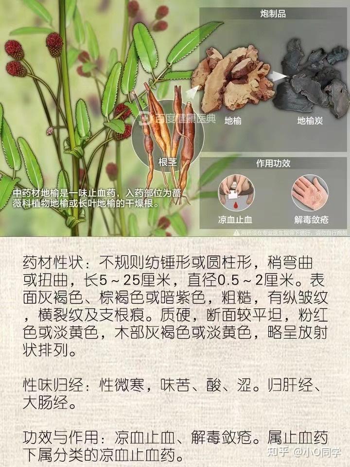 每天认识一味中草药地榆