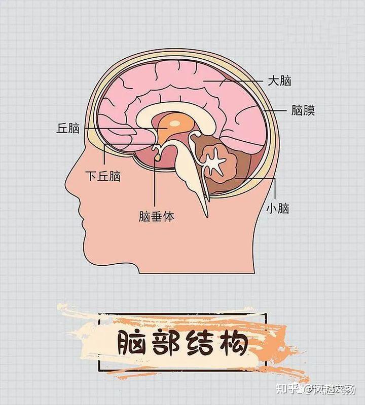 脑膜瘤患者必读