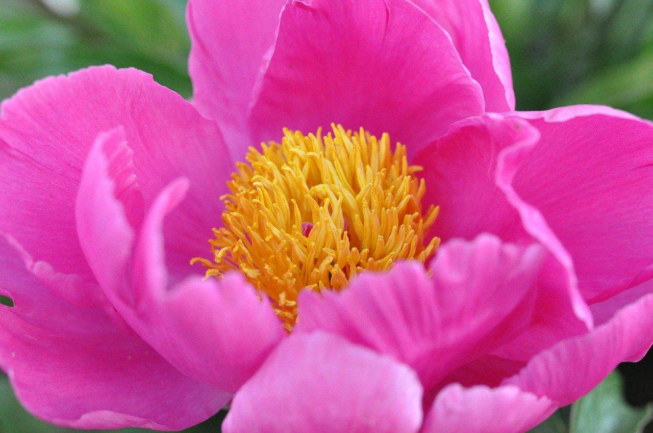 5. 争奇斗艳牡丹花