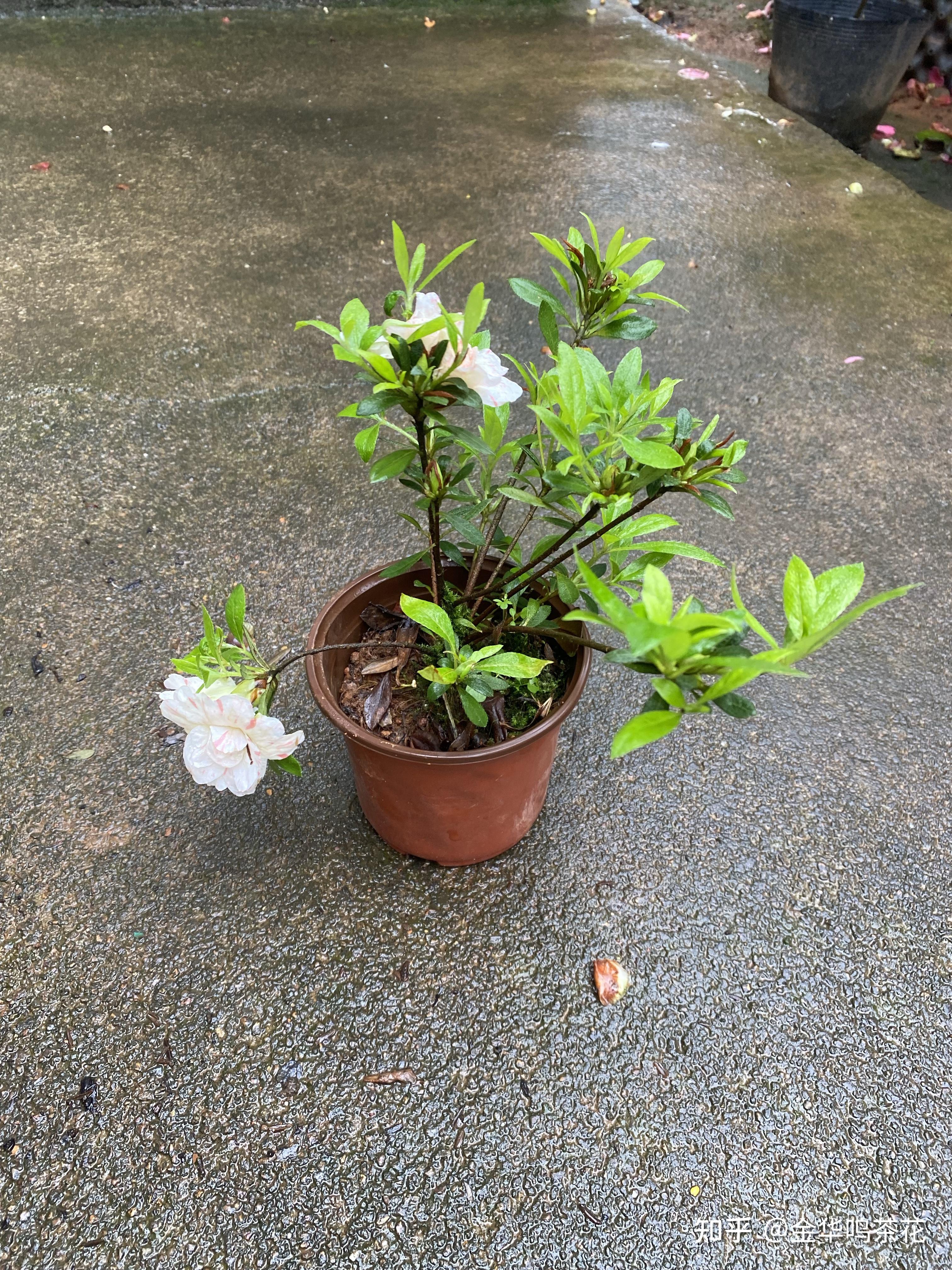 五宝绿珠杜鹃开始开花了