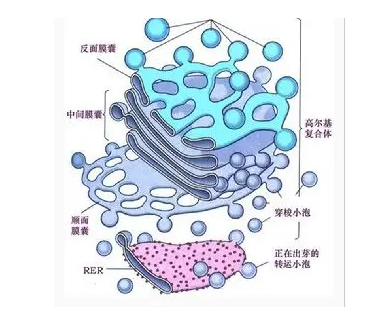 红细胞膜囊泡负载黑磷量子点 - 知乎