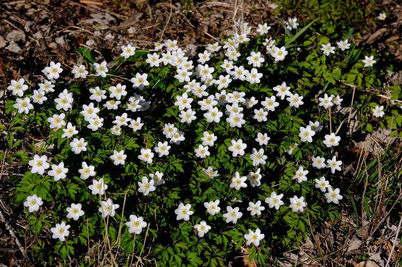 珊珊珠多肉怎么养