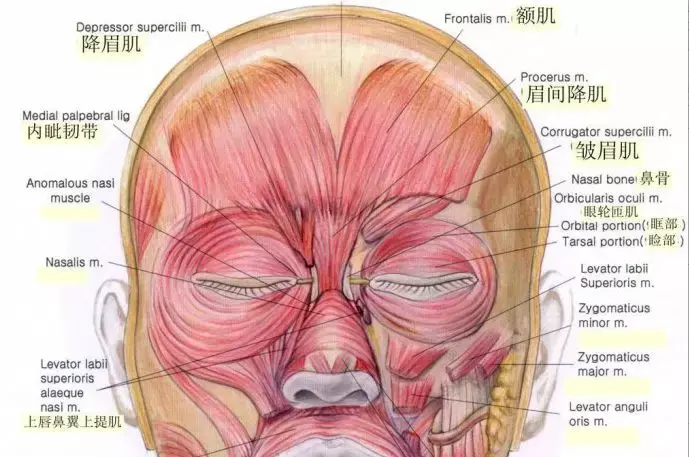 降眉肌位置图片