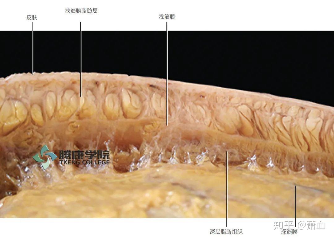 浅筋膜浅筋膜层通常被描述为疏松结缔组织的纤维层
