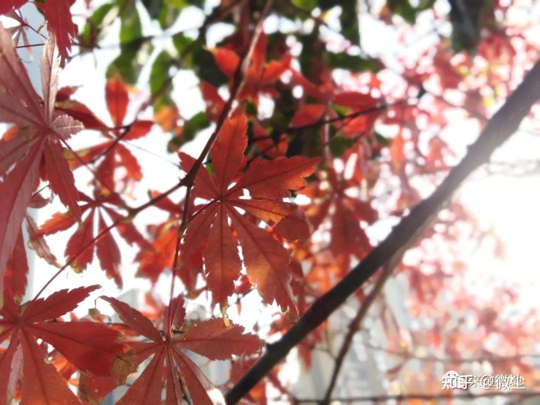 我如何与叔叔奥黛丽·赫本的故事交织在一起