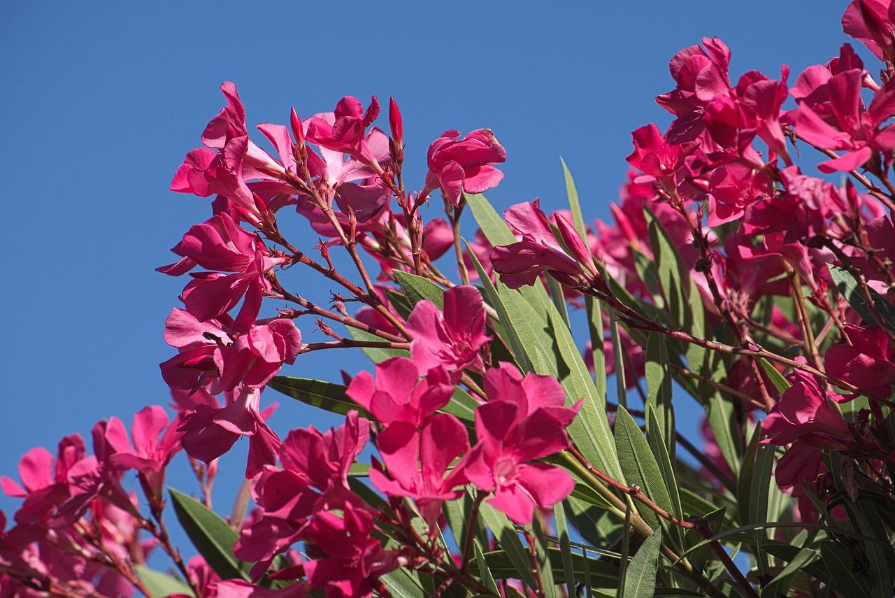 春天里的夹竹桃