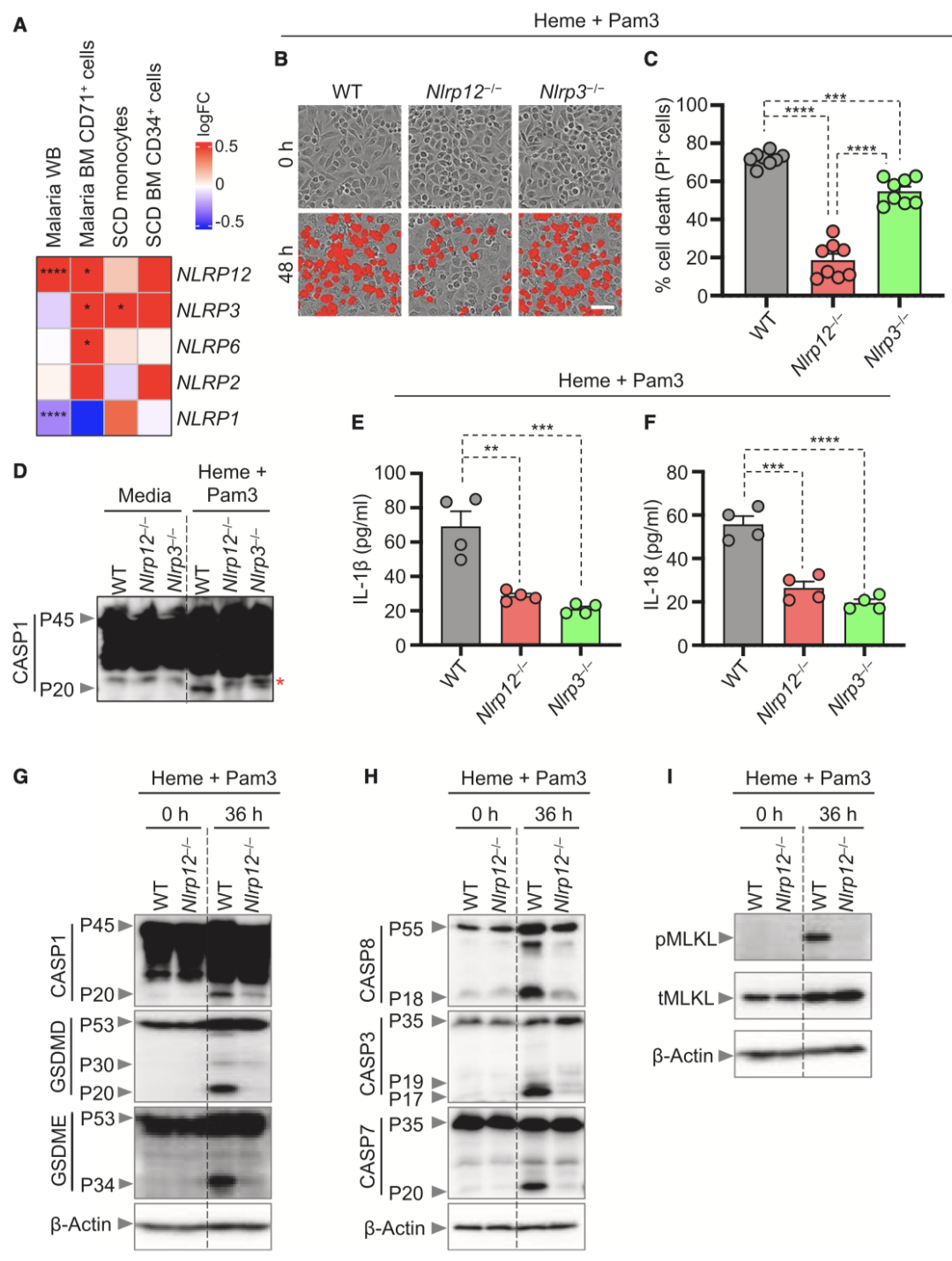 Cell丨NLRP12——PANoptosis新关键分子 - 知乎