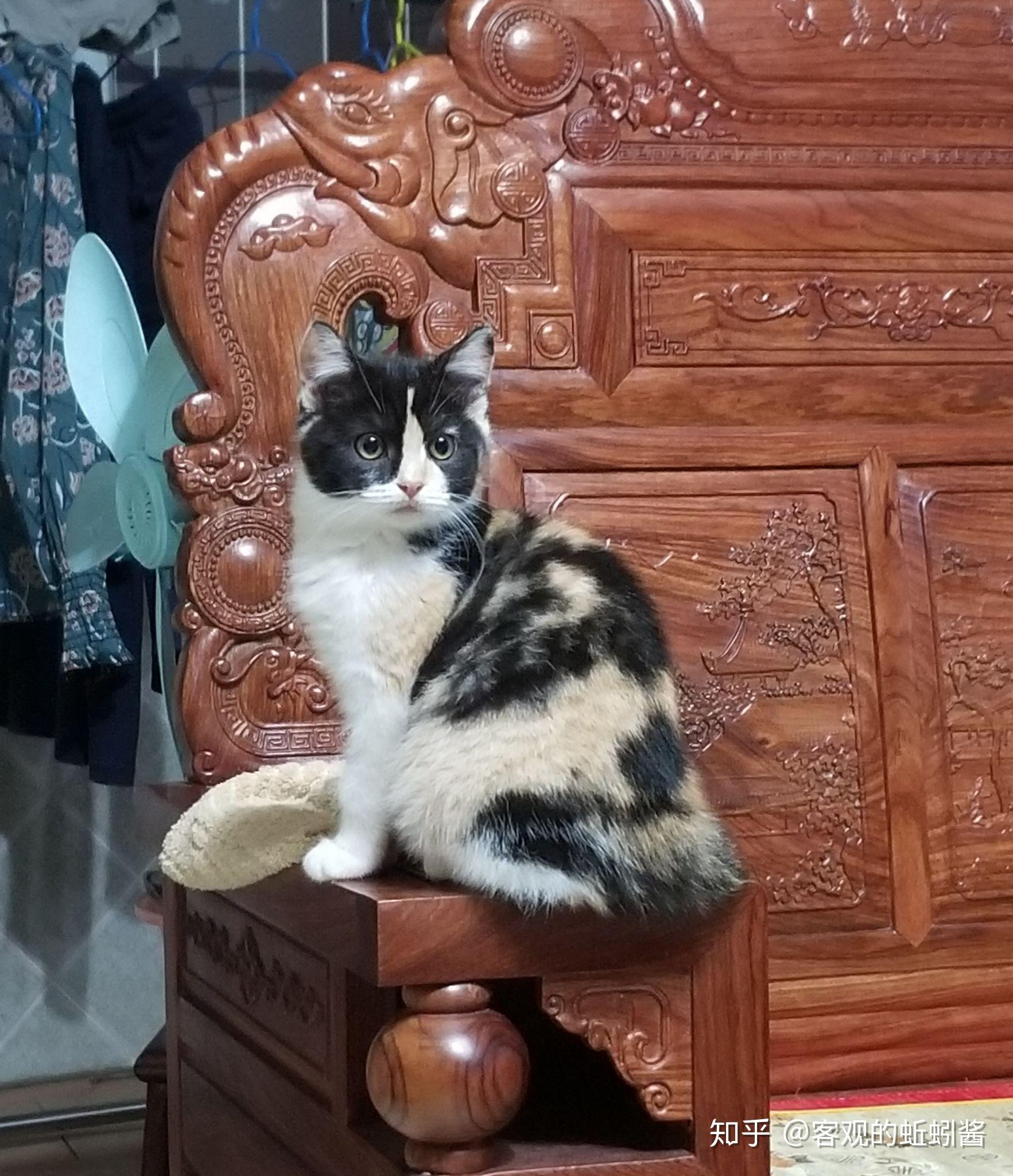 玳瑁猫有没有貌美的例外存在