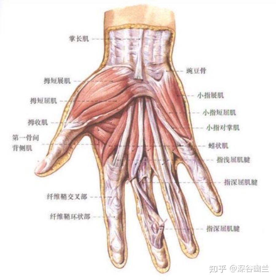 在第四,五掌骨间,有第四蚓状肌,指浅,深屈肌腱,深部为骨间肌;有指掌侧