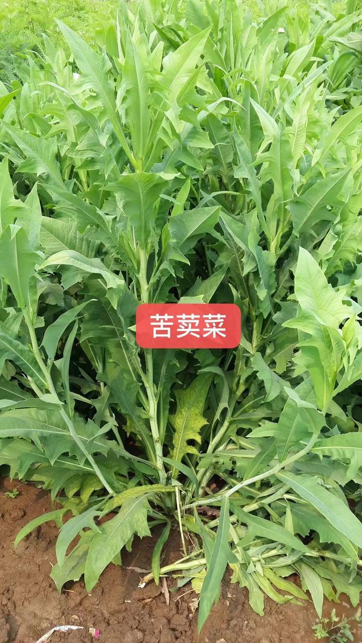 苦荬菜亩产图片