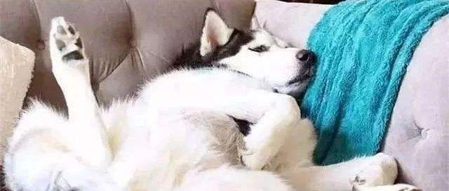 为什么有人喜欢养狗 v2-e99dbd5674cbda8e49848f54ed5fe05e_1200x500.jpg