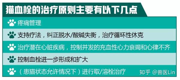 什么是猫血栓？如何诊断与治疗？ - 知乎