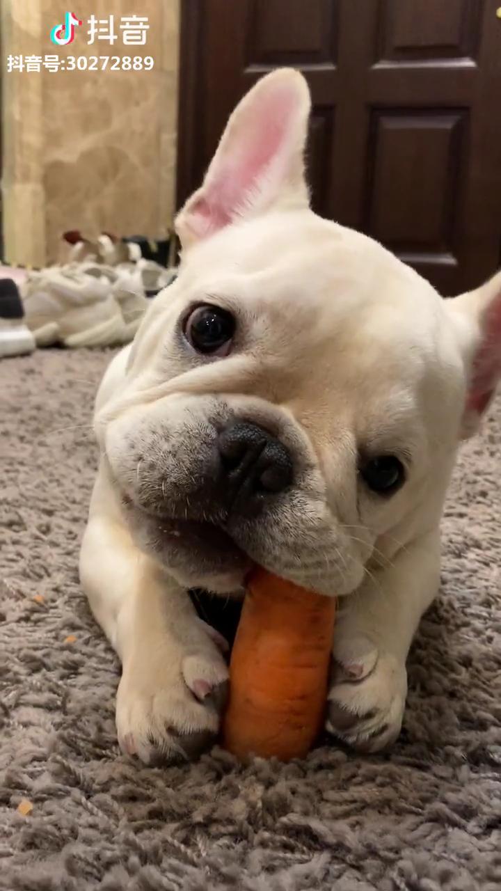 有哪些小动物吃得很香的视频?