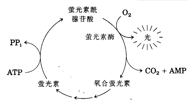 徐璐晒沙滩美照,萤火虫好美,与林一《良辰美景好时光》甜蜜定档