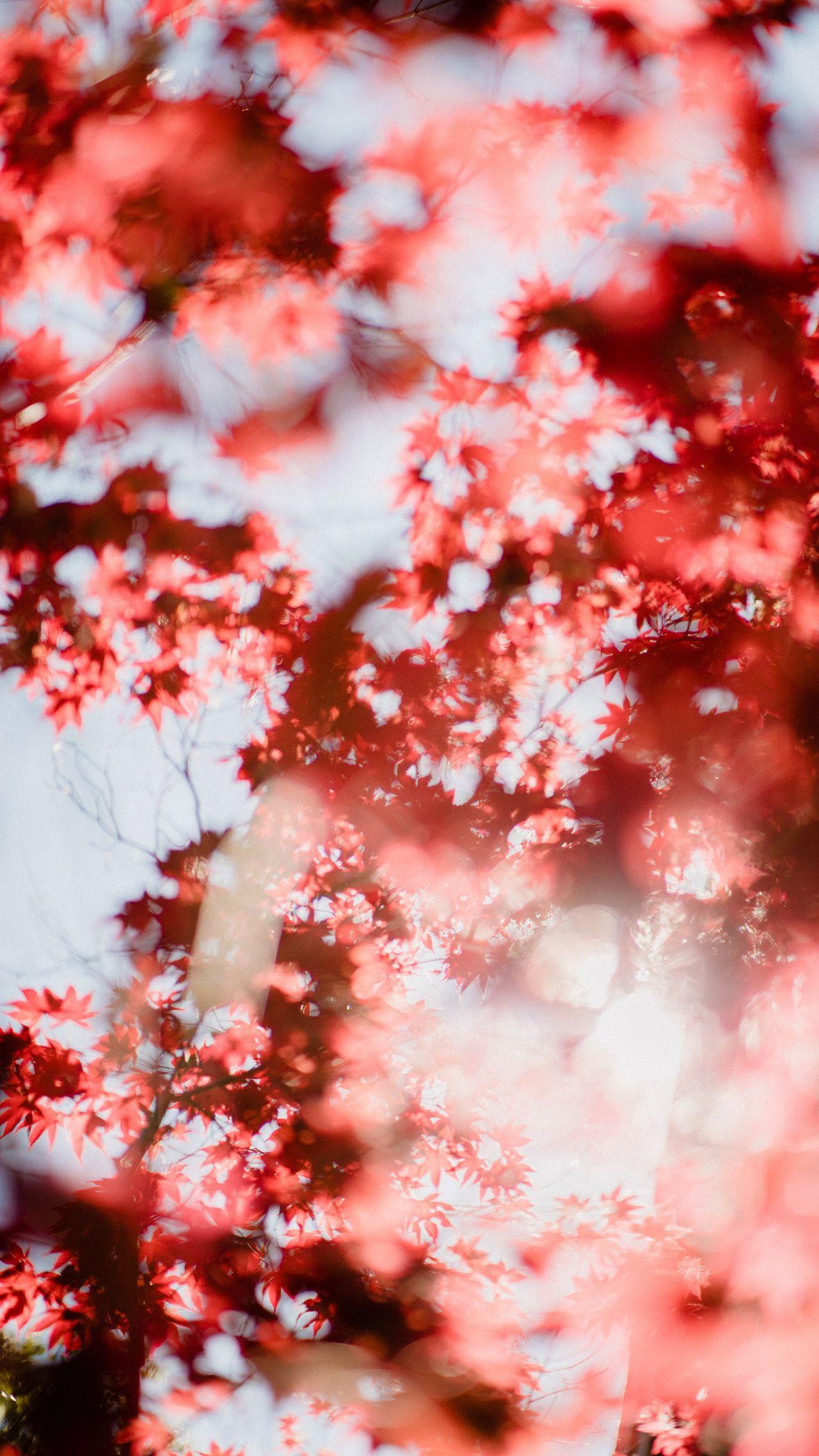 有没有特别清晰而且好看的枫叶手机壁纸