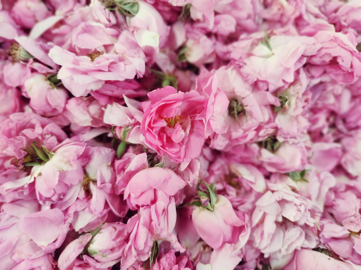 植物说 玫瑰 突厥蔷薇 万众睹目 知乎