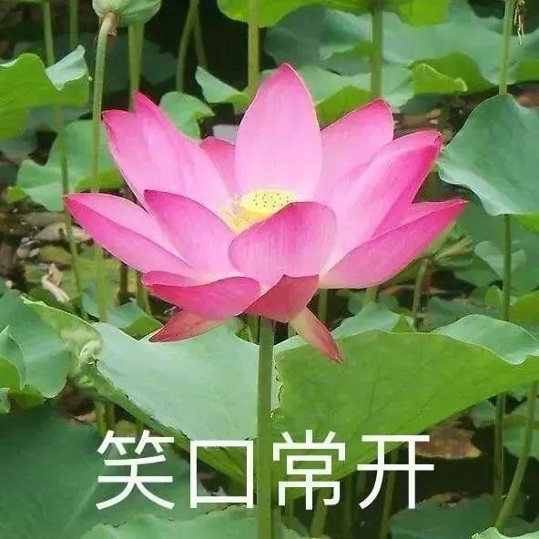 白莲花表情包大全图片