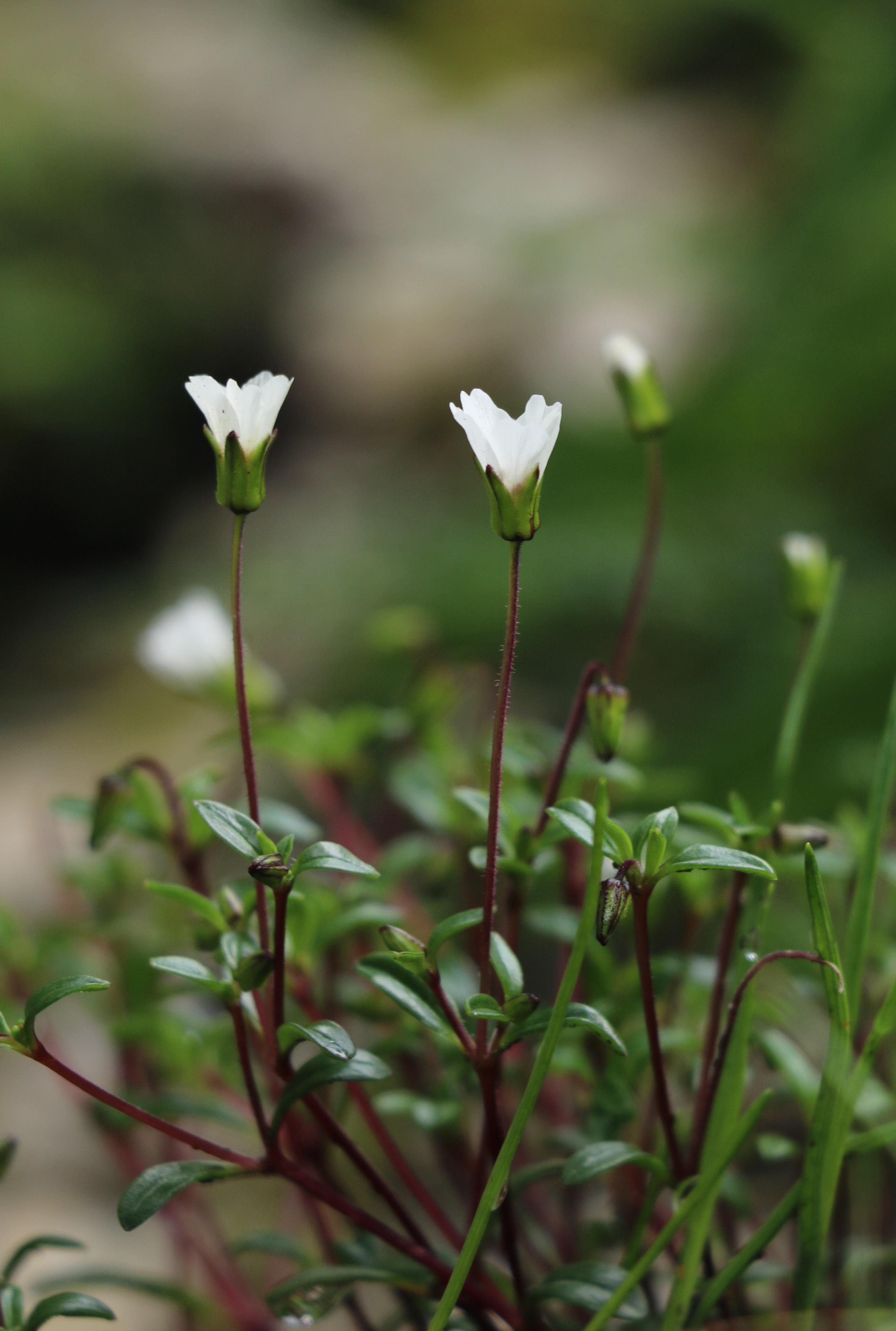 自然足迹横断山区植物小记十四石竹科十字花科