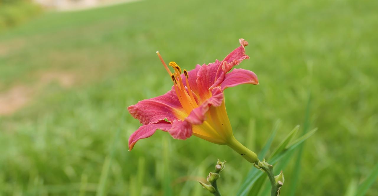 2. 花语寓意美好