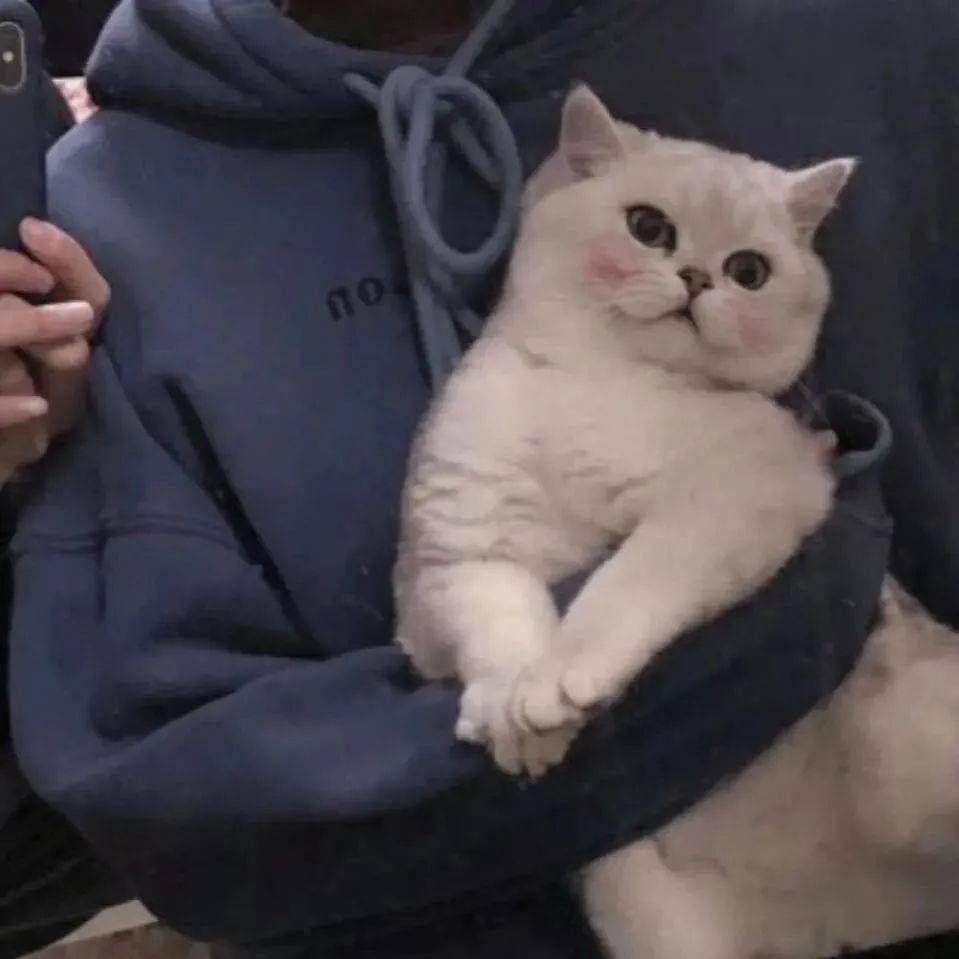 有没有一男一女抱着猫猫的情侣头像