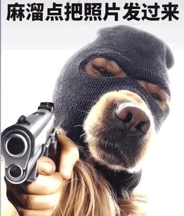分享这波最近很火的劫匪狗狗的表情包,肯定好用.显得既霸气又可爱.