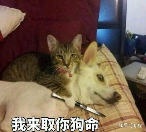 努力文案沙雕文案图片,努力文案沙雕文案图片大全