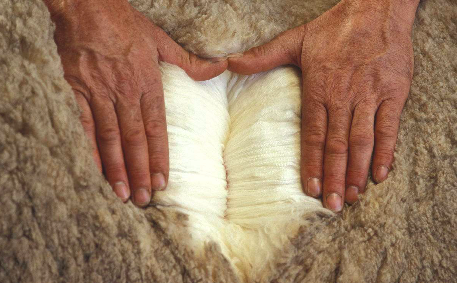 牦牛毛与美利奴,温暖你一个冬日的学问都在这了 - 知乎