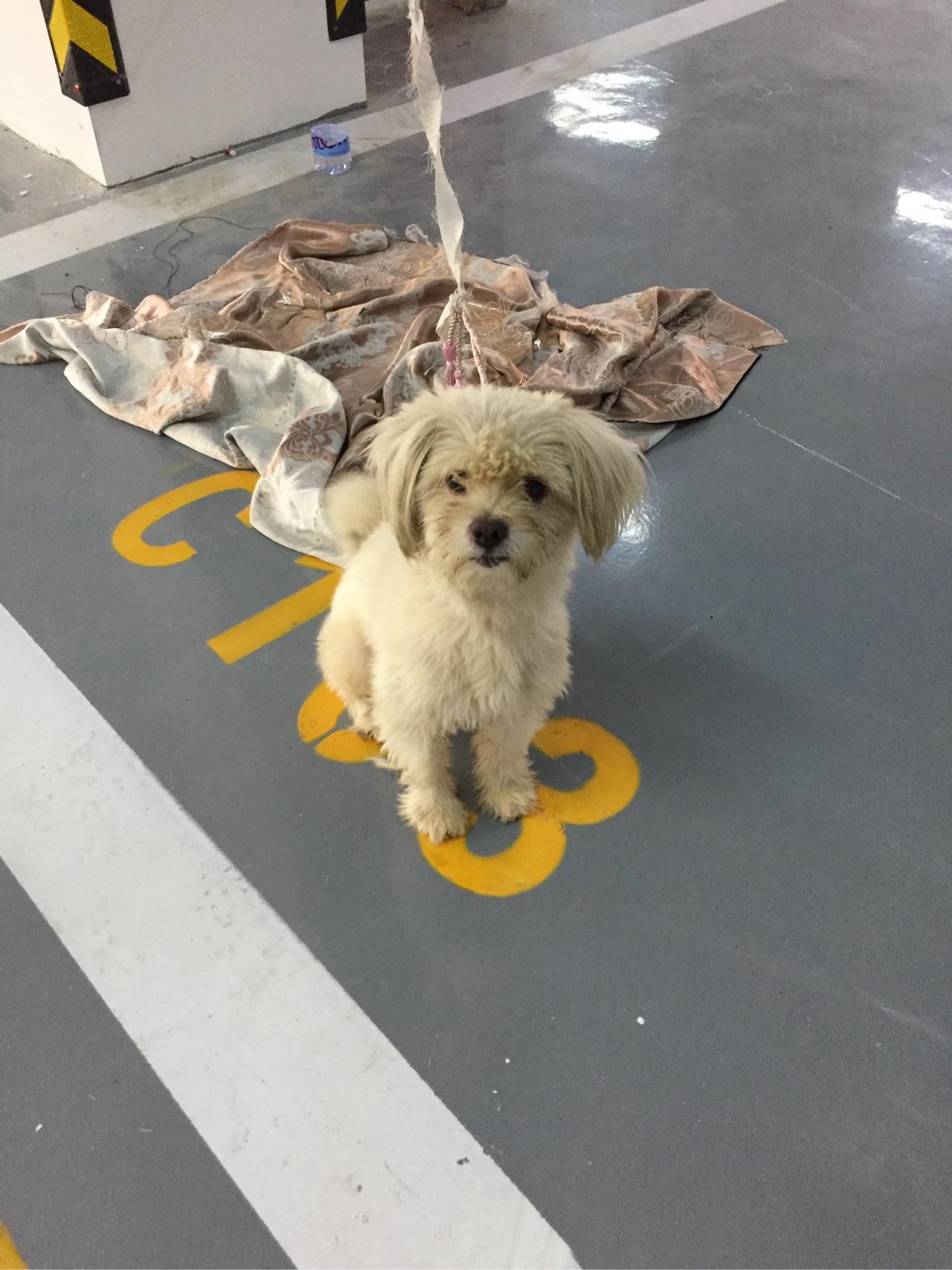 收养三个月的流浪狗开始很温顺现在很凶很防备