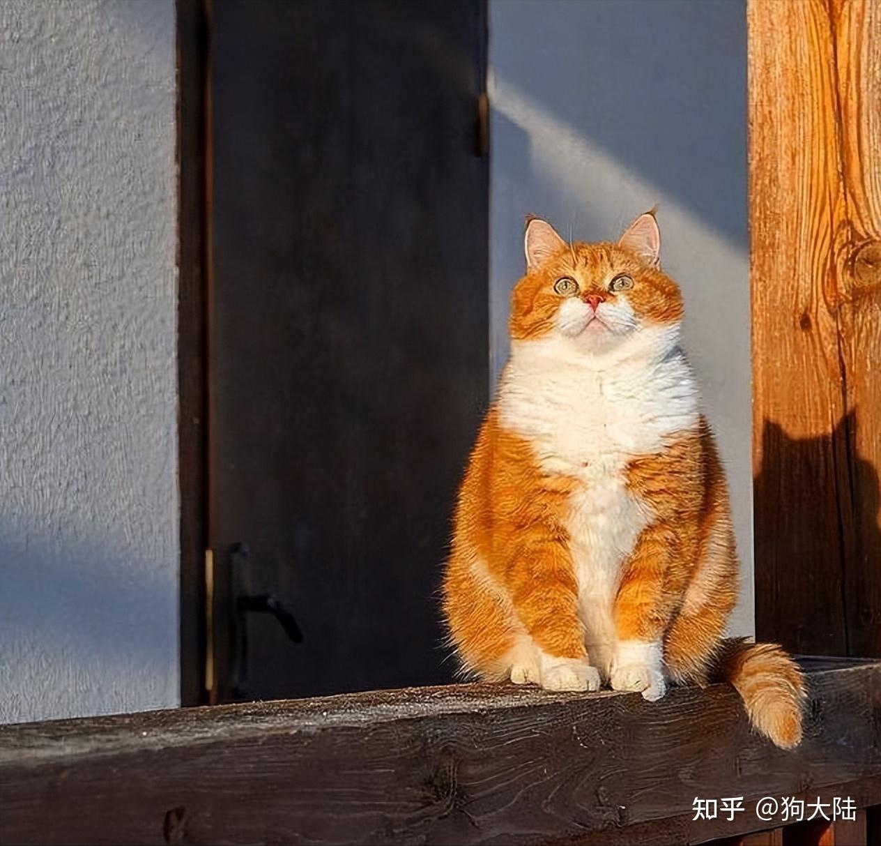 家里的猫有这几个特征，说明是“招财猫”，你养对猫了！ - 知乎