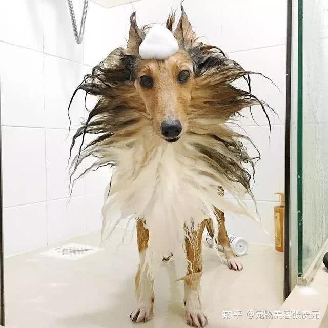 宠物美容师告诉你狗狗的洗澡流程～ - 知乎