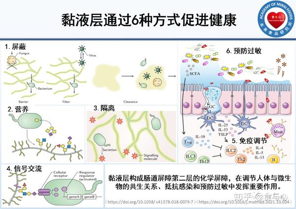 黏液层是什么?为什么能抗感染/减少食物过敏?怎样保护黏液层? - 知乎