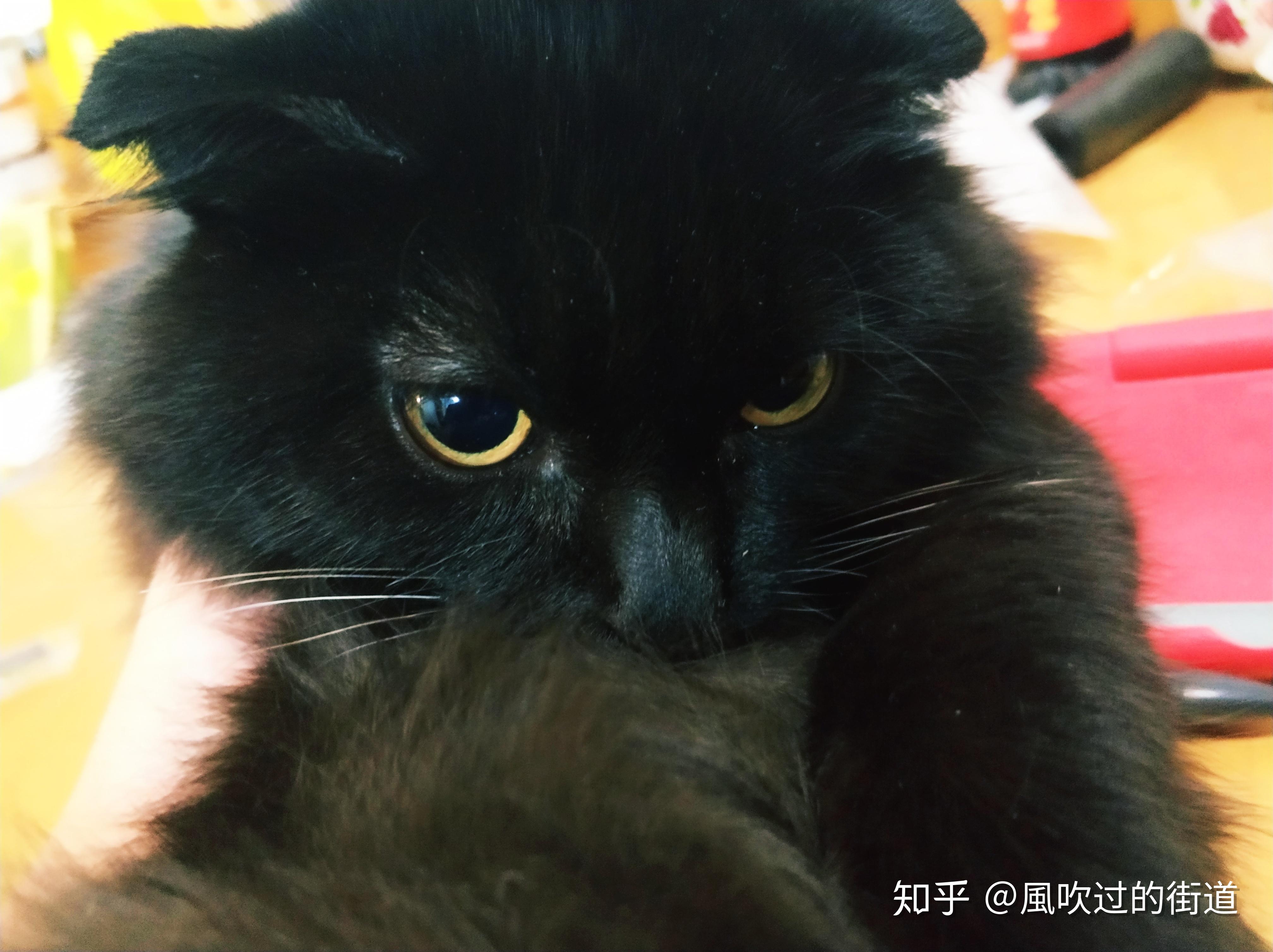 黑色长毛折耳猫是啥猫