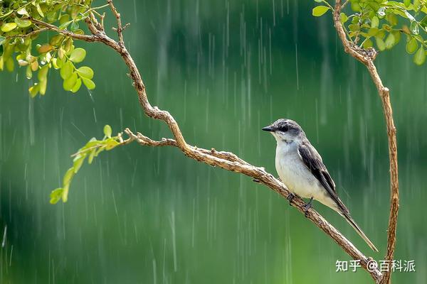 “露天朝上”的鸟窝,下雨时鸟怎么躲雨?有什么避雨技巧吗? - 知乎