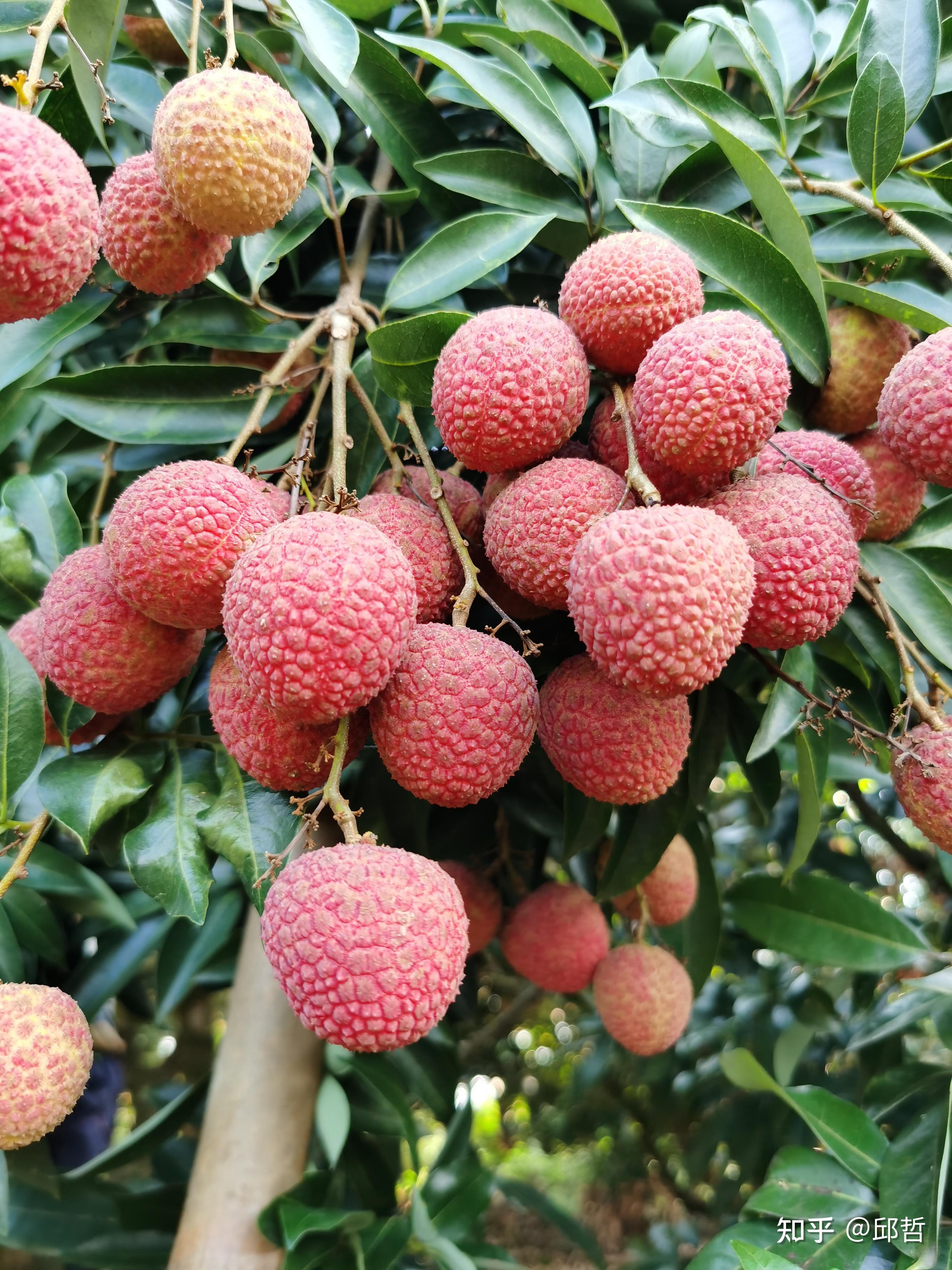 荔枝的品种、区别、挑选、食用、注意事项及保鲜方法 - 知乎