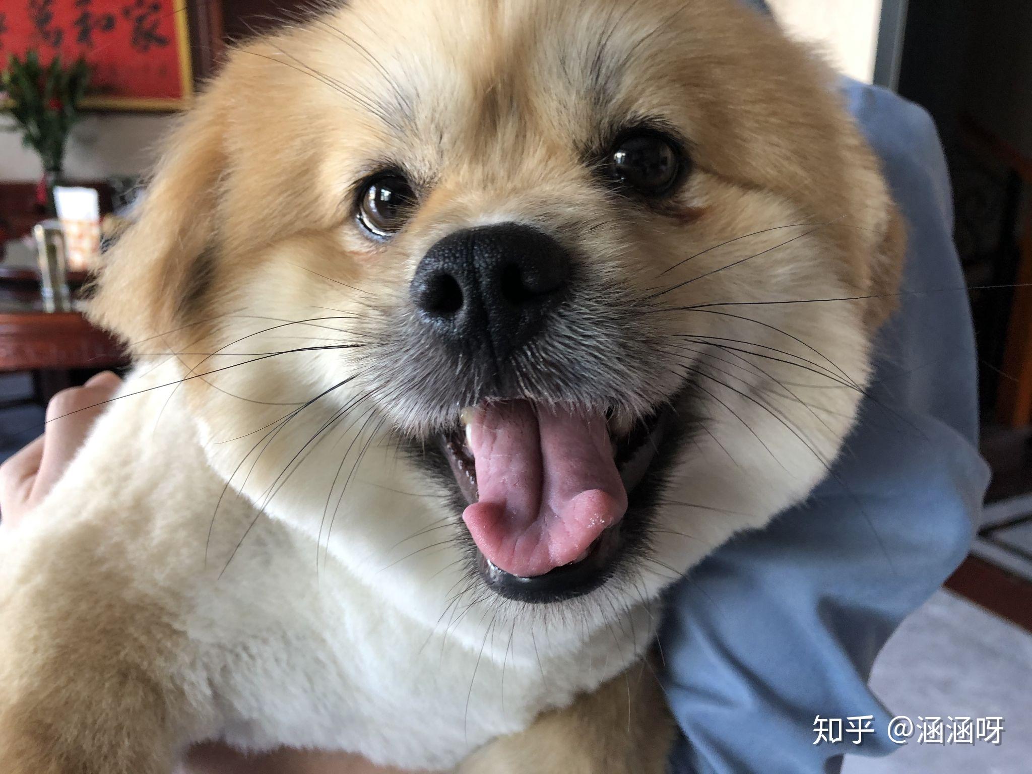 超可爱的狗狗 - 知乎
