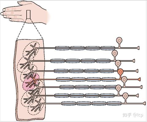 神經科學原理21(2019/12/18)——感覺信息編碼 - 知乎