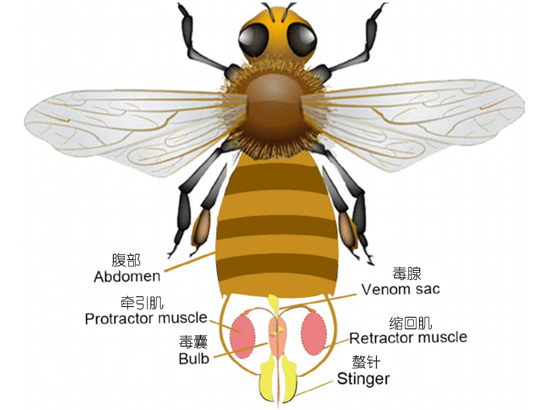 为什么蜜蜂的针连着肠子它的生物学意义是什么