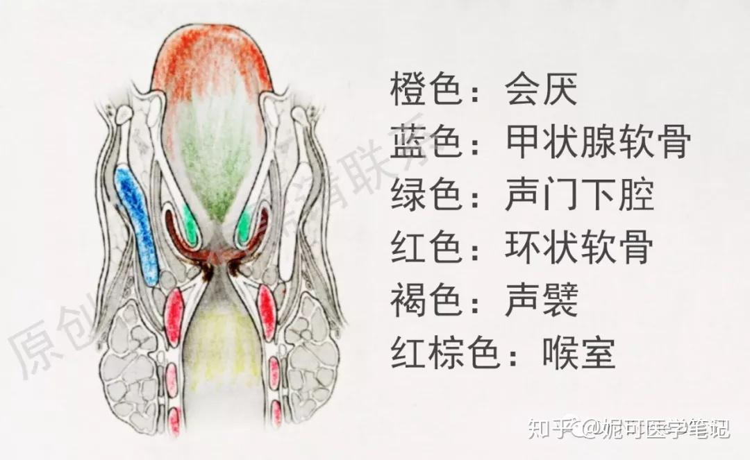 67学习分享8咽喉炎