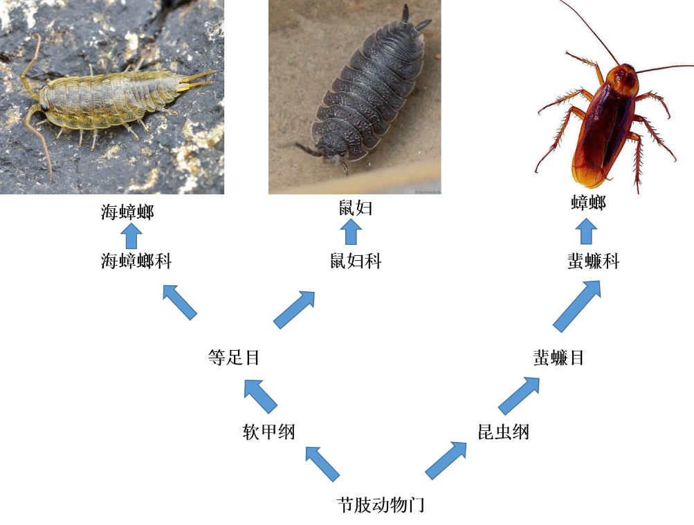 别害怕,海蟑螂可不是海里的蟑螂(作者:海生张) - 知乎