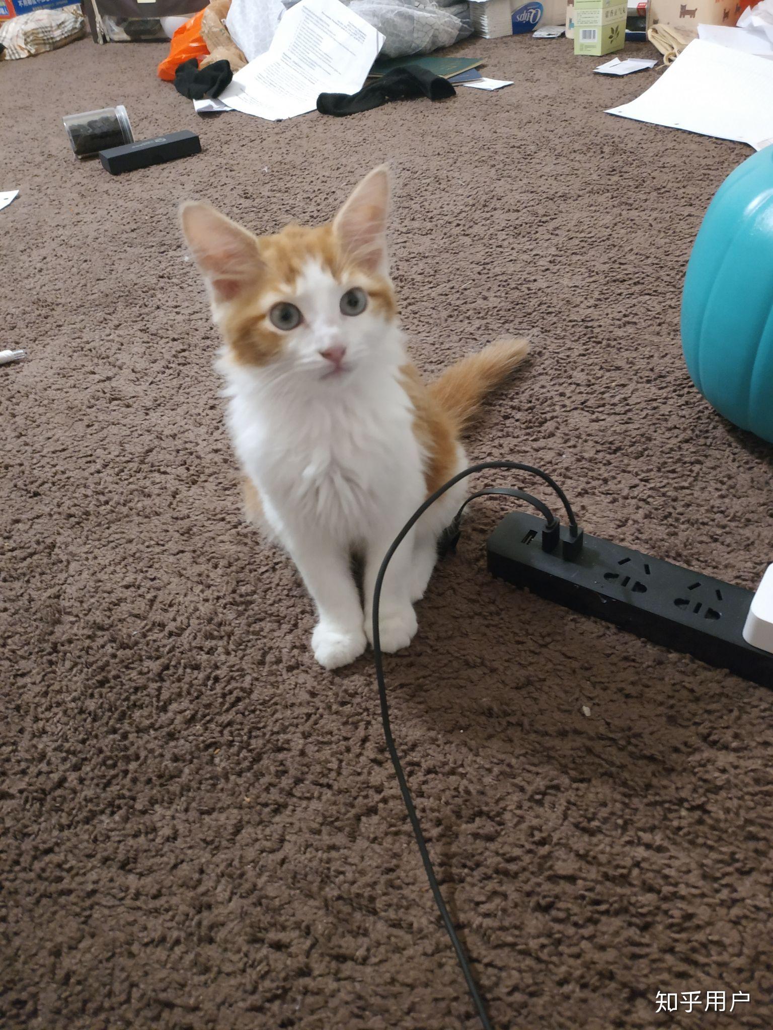 养六个月以下的小奶猫是怎样的体验?