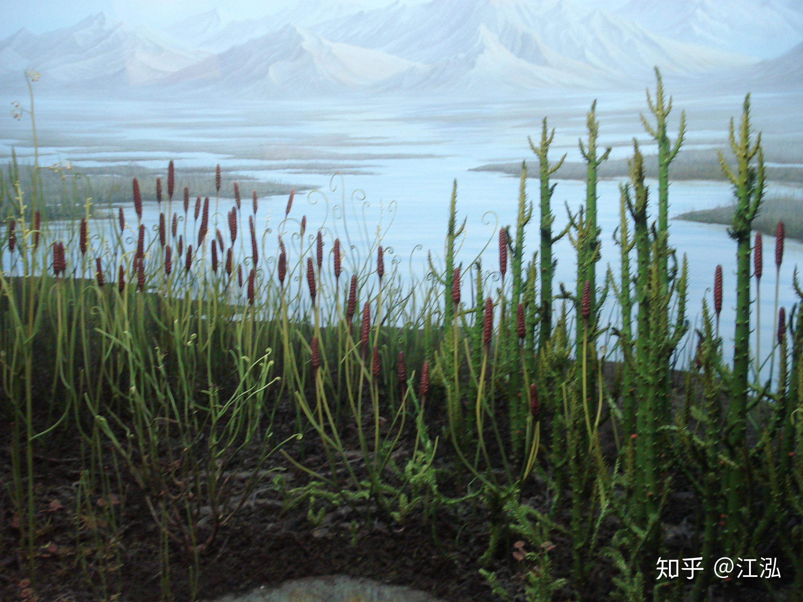 2009年,来自英国卡迪夫大学的古植物学家克里斯托弗·贝利