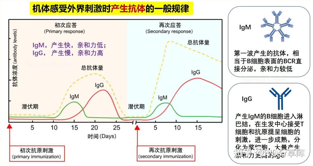 一種是感染後快速產生的igm抗體,可作為早期感染指標;另一種是igg抗體