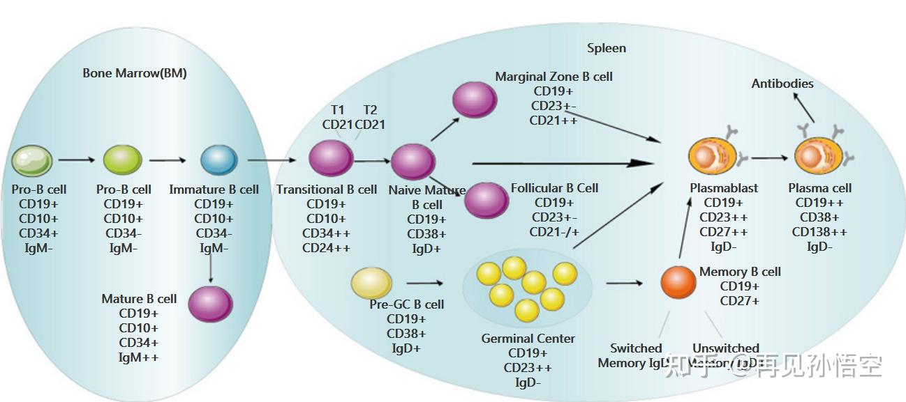 t细胞b细胞免疫t细胞之间有什么关系