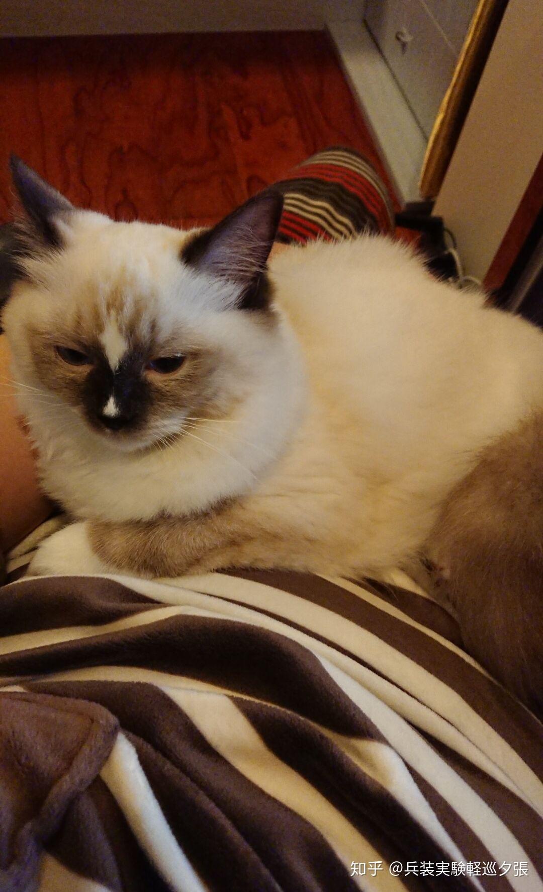 重点色布偶挖煤工黑脸到底有多可爱