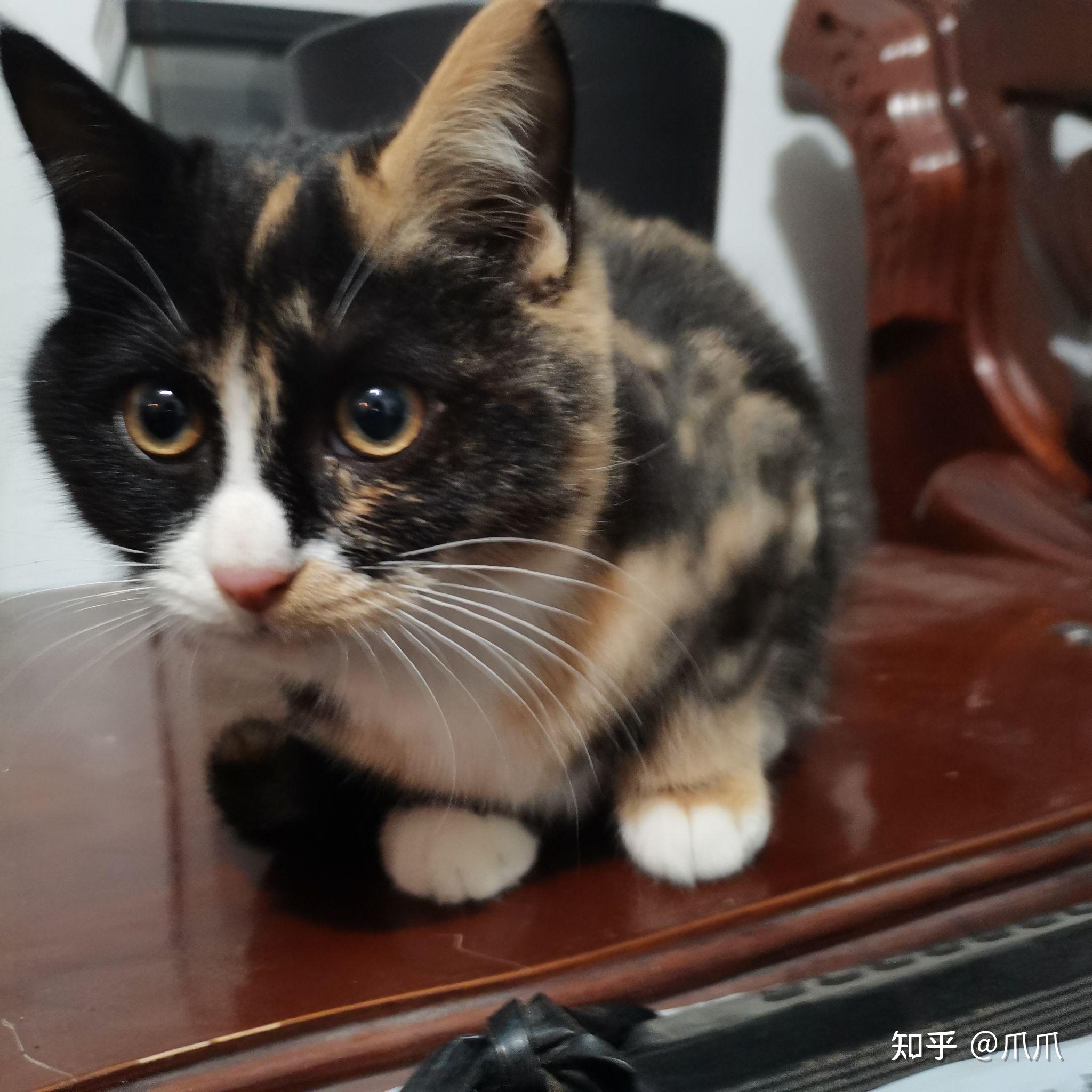 玳瑁猫有没有貌美的例外存在