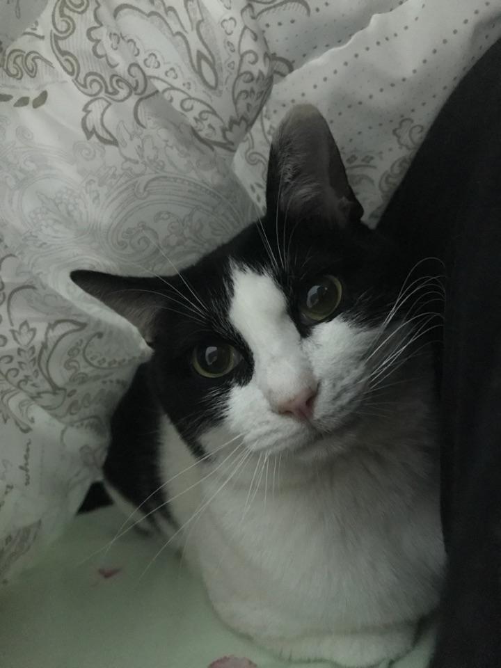 为什么奶牛猫有喵界神经病之称?