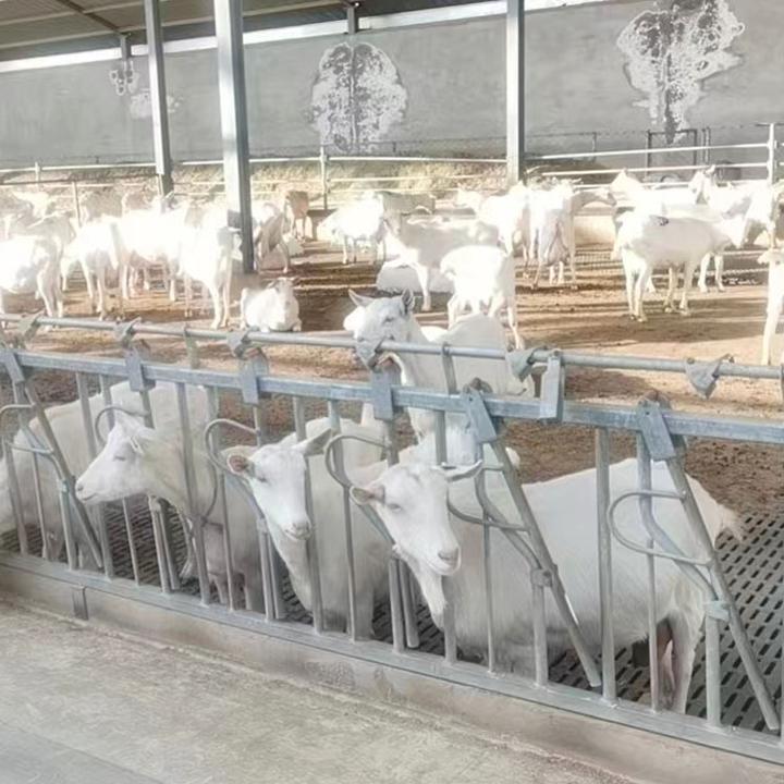 羊颈夹在养殖场起到的作用是什么? - 知乎