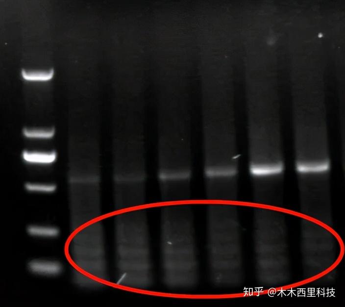 初学必懂!分分钟搞定PCR引物技术,高效避“雷”! - 知乎