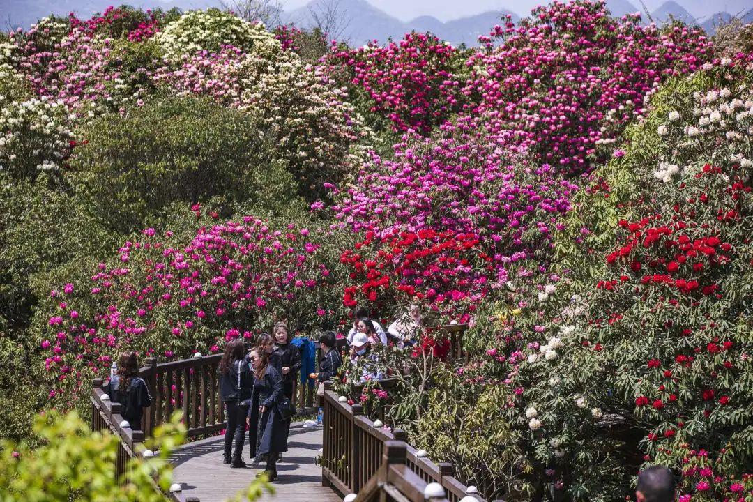 地球綵帶世界花園貴州百里杜鵑風景區到了最美時刻約嗎